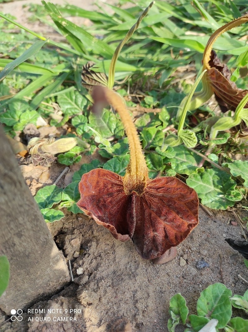 Aristolochia lindneri photo 4