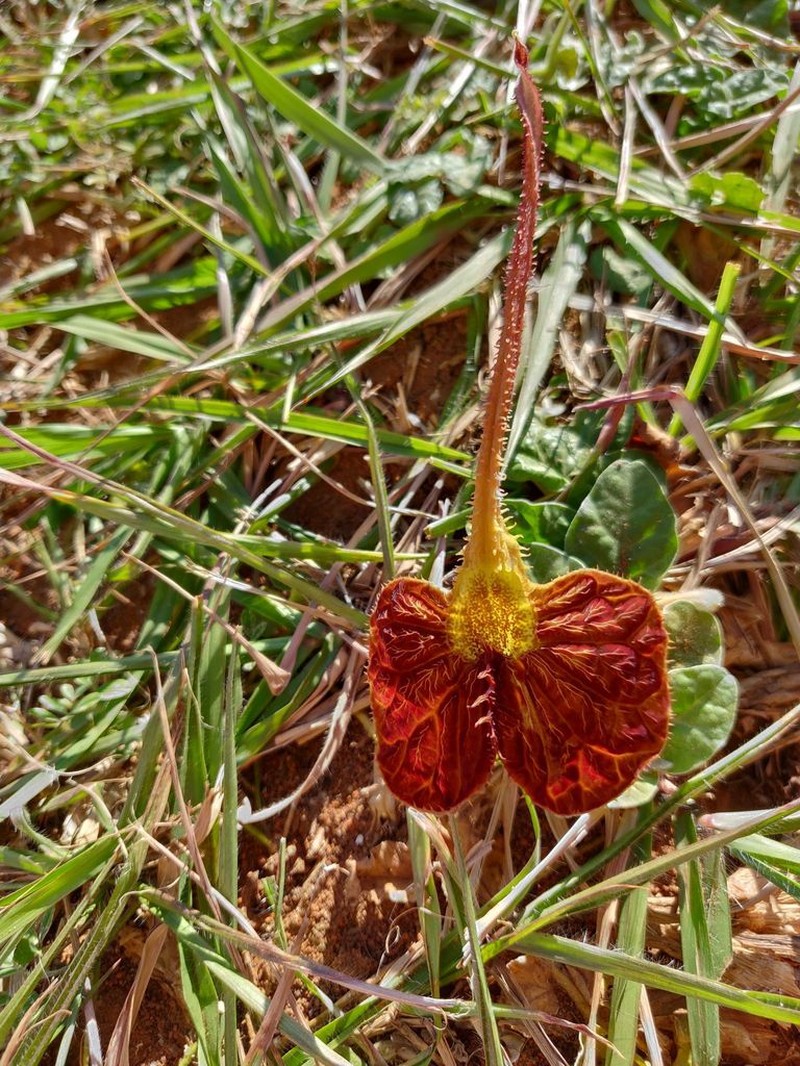 Aristolochia lindneri photo 5