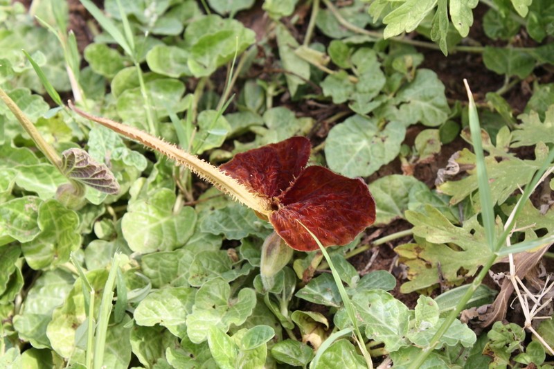 Aristolochia lindneri photo 6