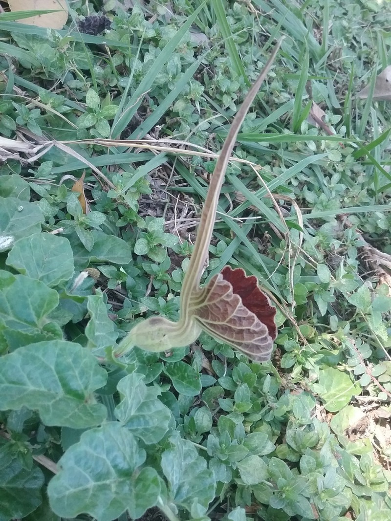 Aristolochia lindneri photo 7