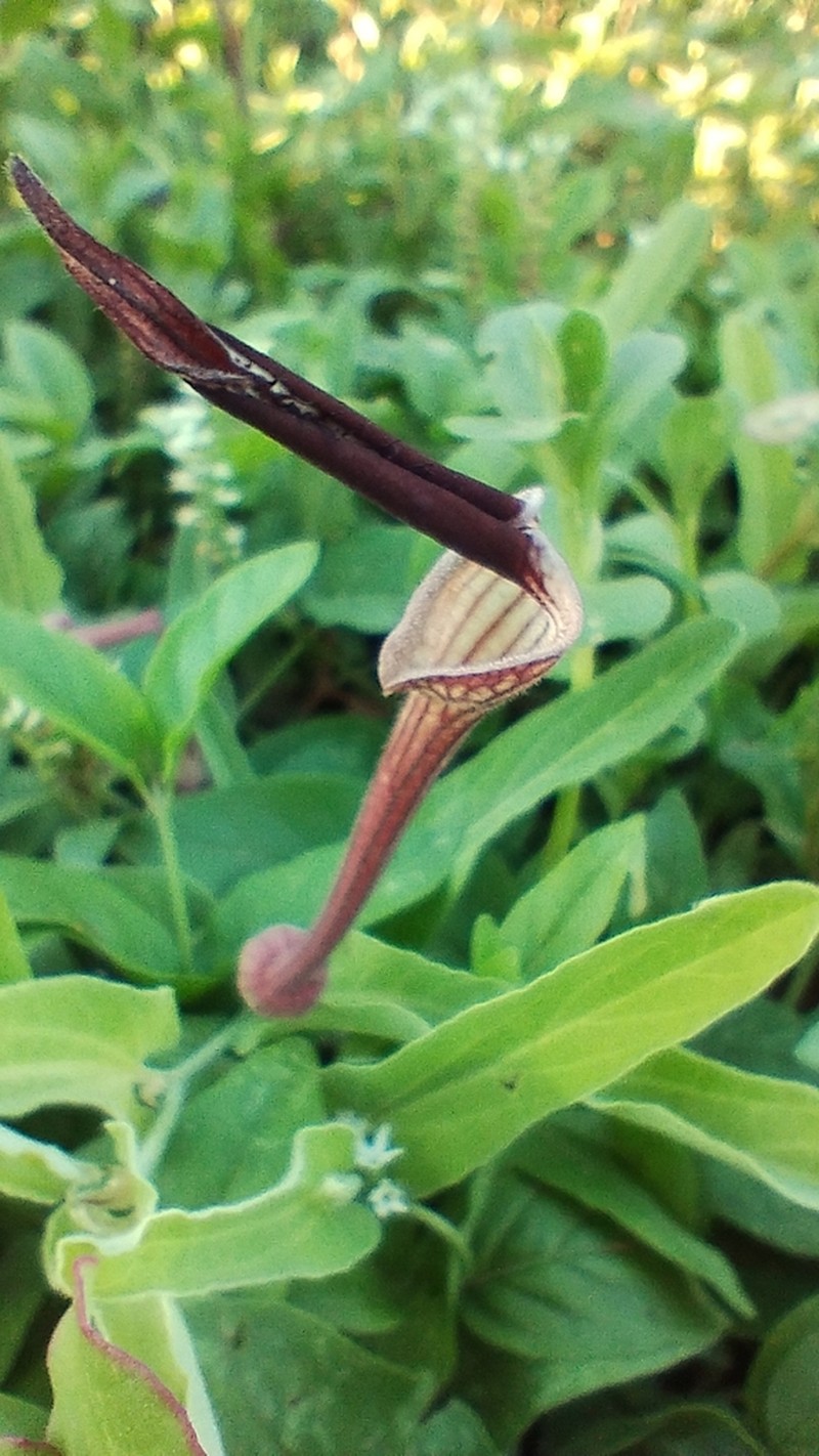 Aristolochia lingua