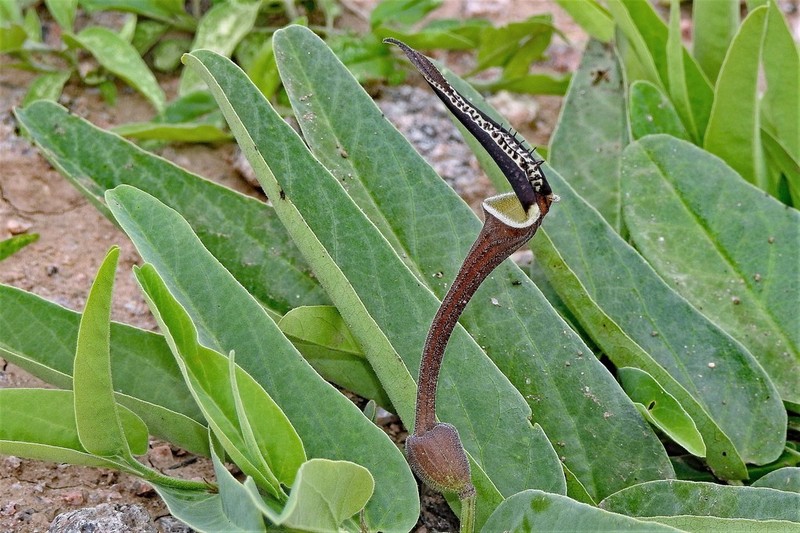 Aristolochia lingua photo 3