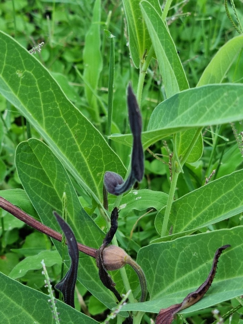 Aristolochia lingua photo 5