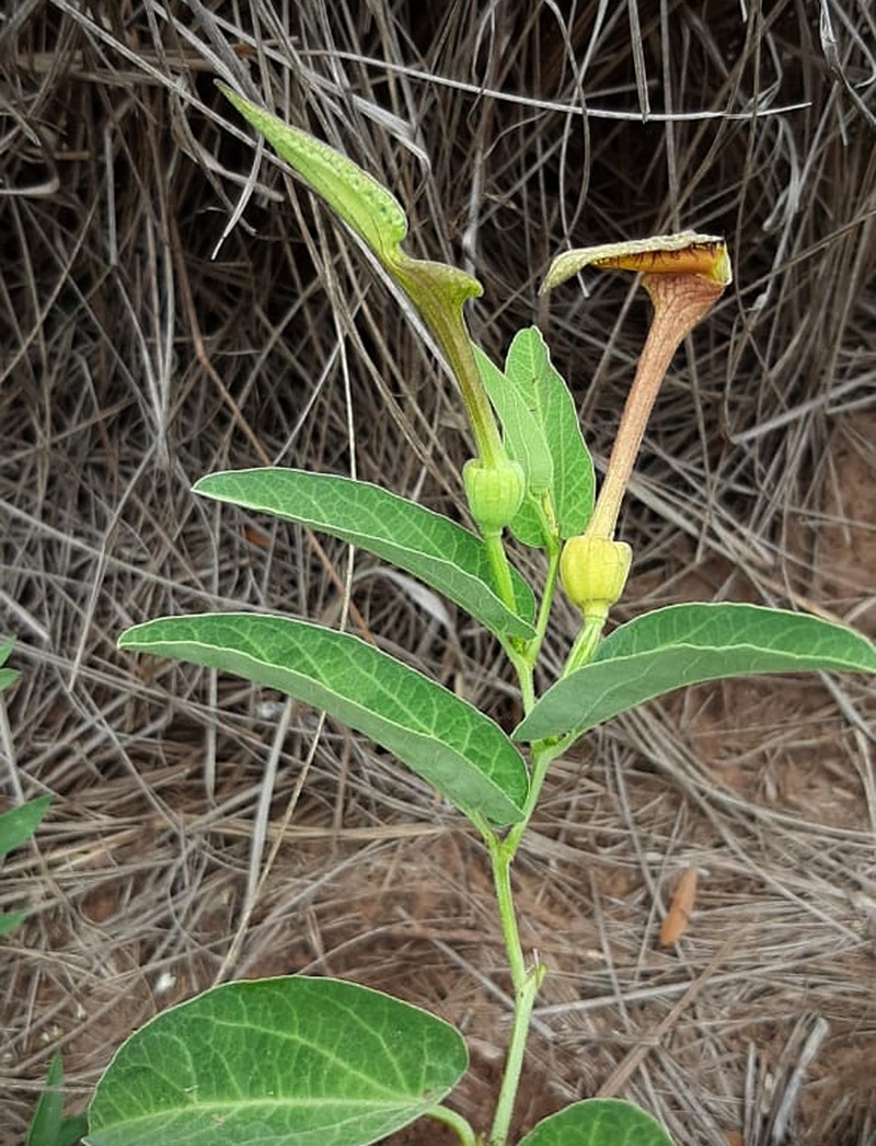 Aristolochia lingua photo 6