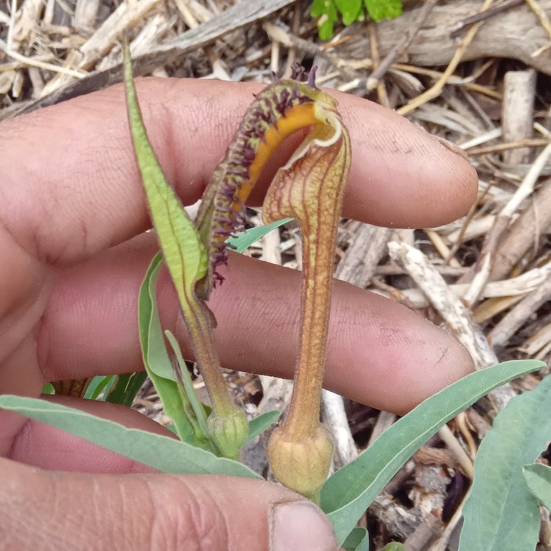 Aristolochia lingua photo 8