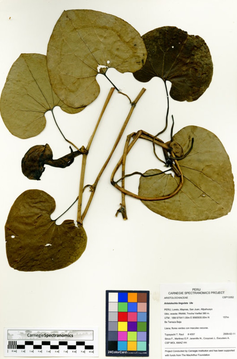 Aristolochia lingulata