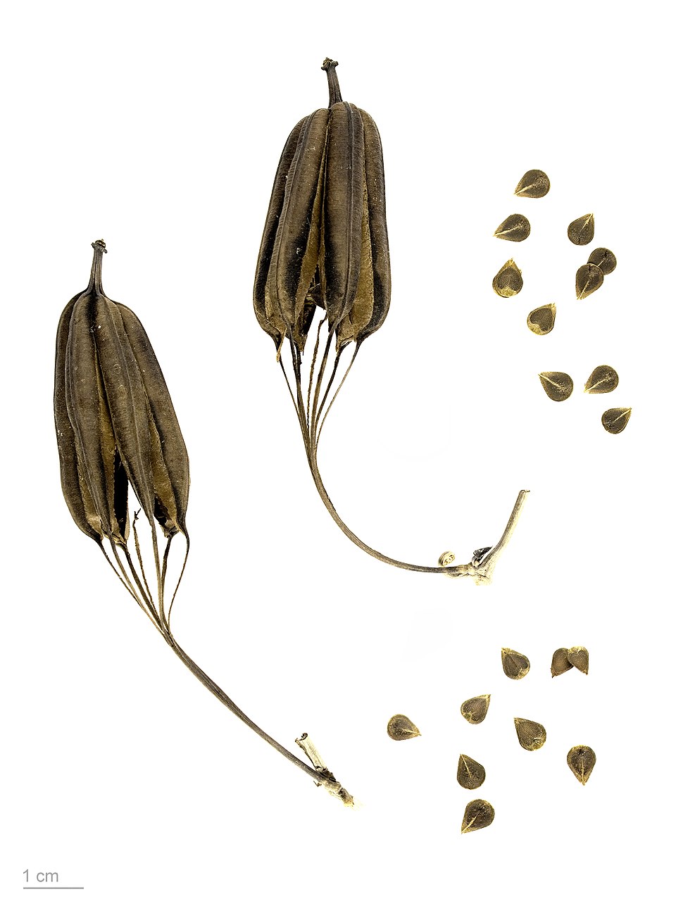 Elegant Dutchman's Pipe