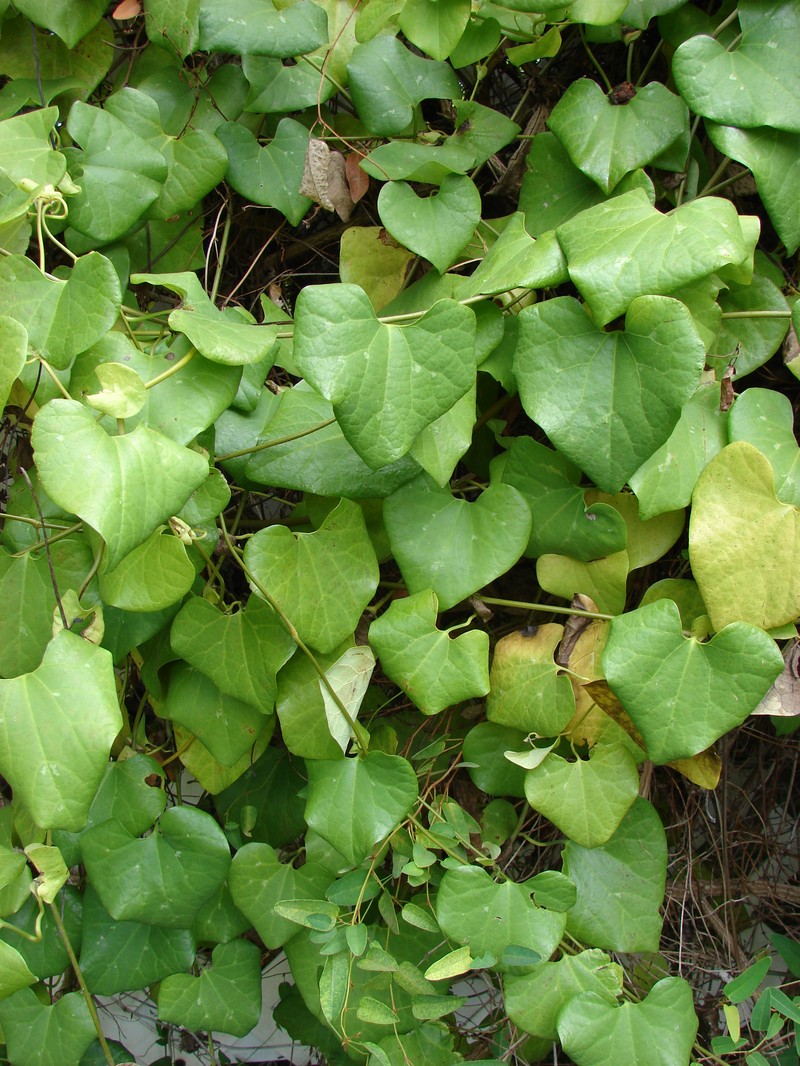 Elegant Dutchman's Pipe photo 4