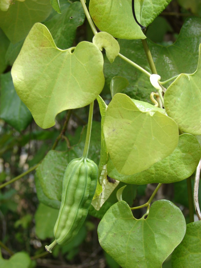 Elegant Dutchman's Pipe photo 5