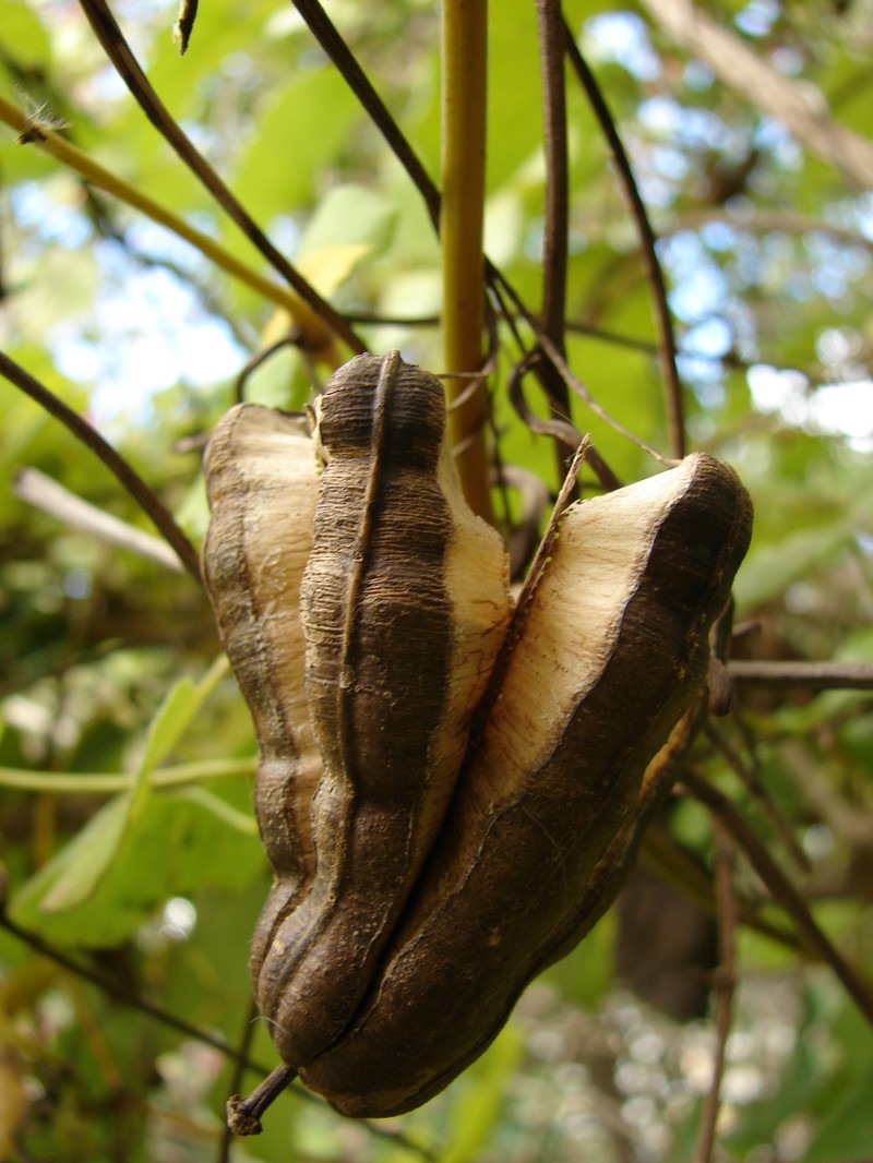 Elegant Dutchman's Pipe photo 6