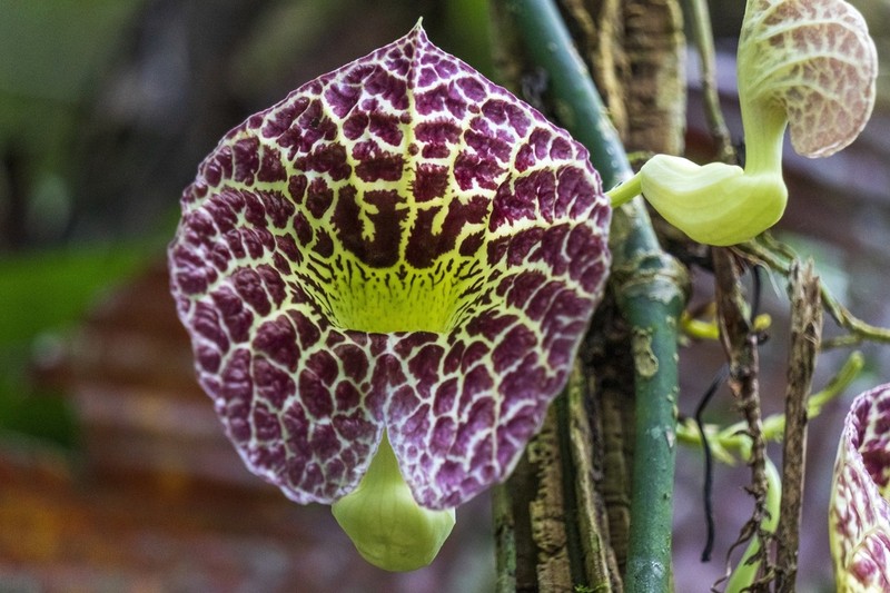 Elegant Dutchman's Pipe photo 8