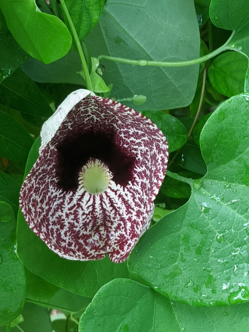 Elegant Dutchman's Pipe photo 9