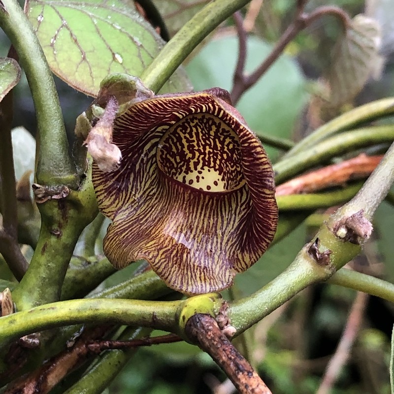 Aristolochia liukiuensis photo 2