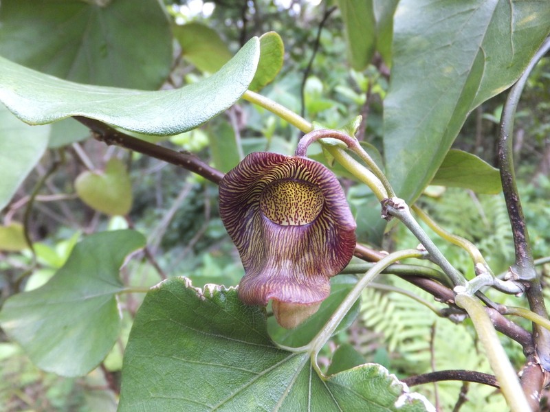 Aristolochia liukiuensis photo 3