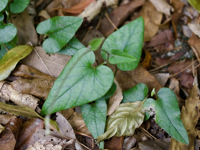 Aristolochia liukiuensis photo 4