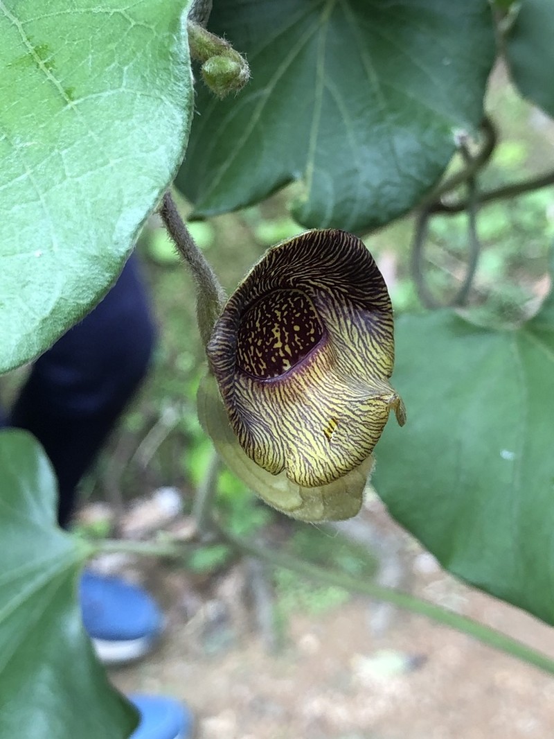 Aristolochia liukiuensis photo 5