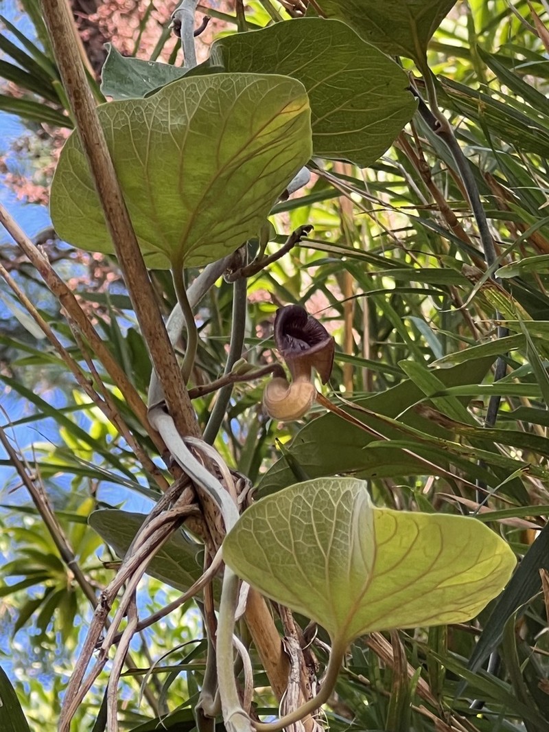Aristolochia liukiuensis photo 6