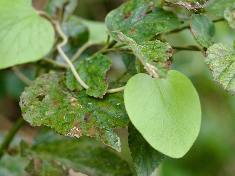 Aristolochia liukiuensis photo 7
