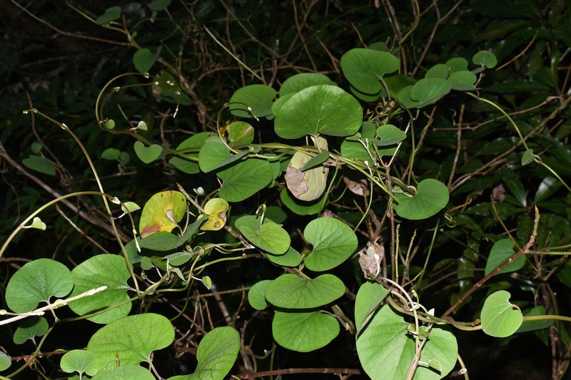 Aristolochia liukiuensis photo 8