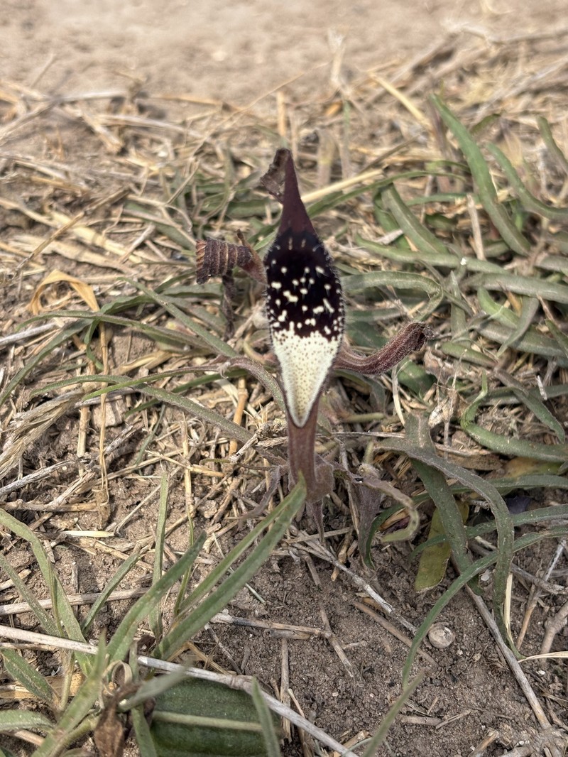 Aristolochia longiflora photo 5