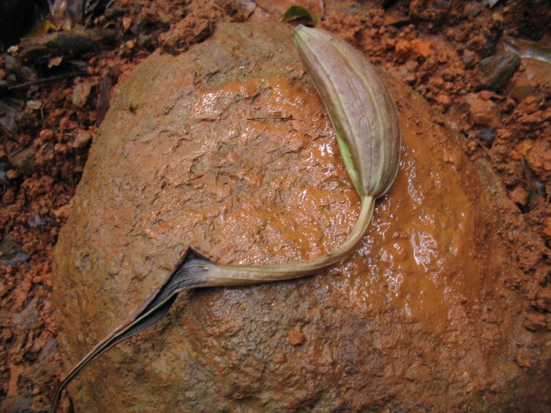 Aristolochia longissima photo 3
