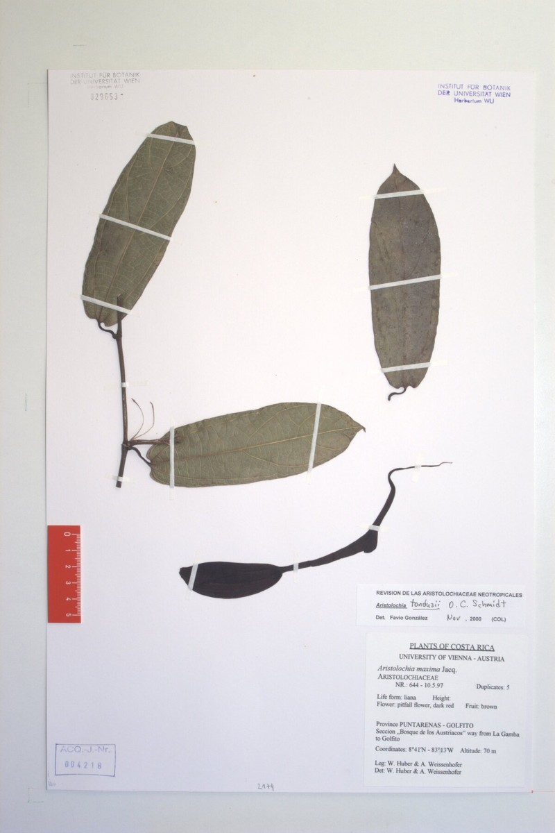 Aristolochia longissima photo 4