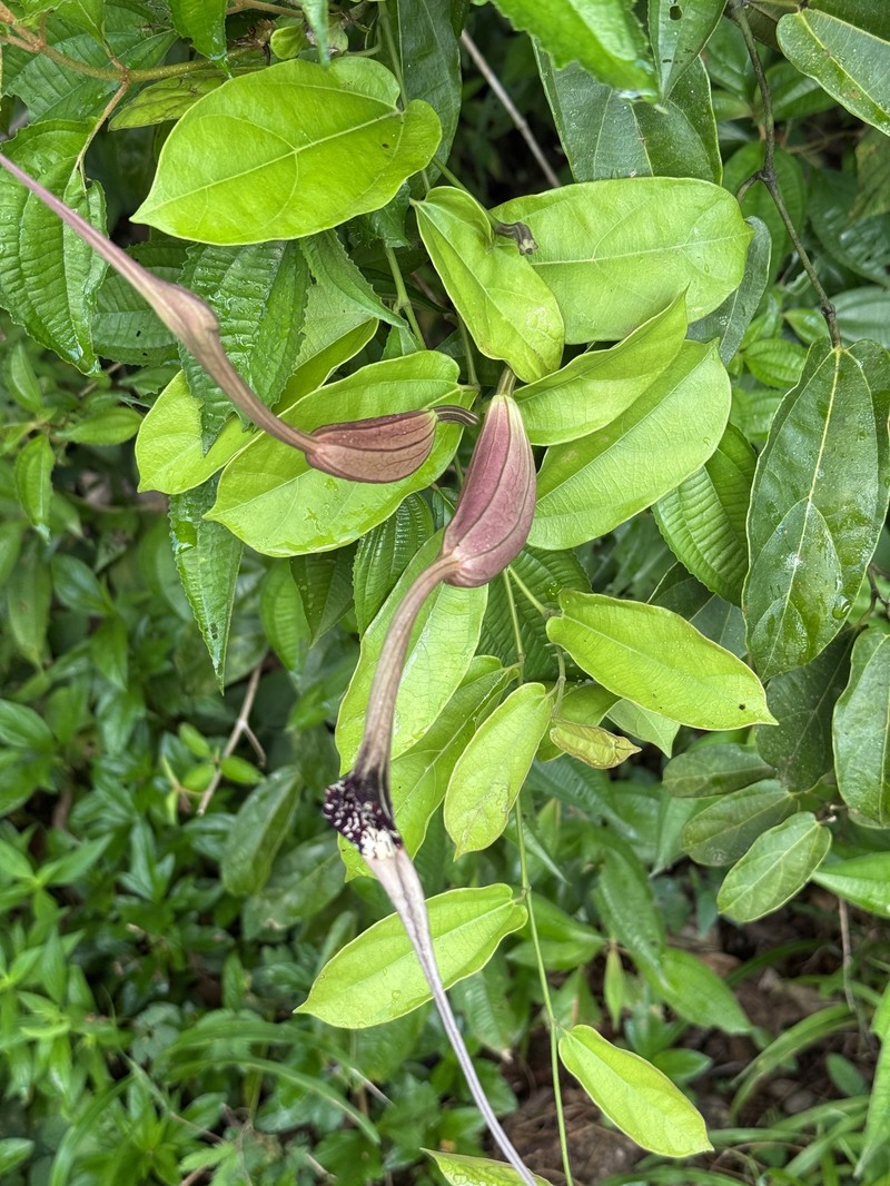 Aristolochia longissima photo 2