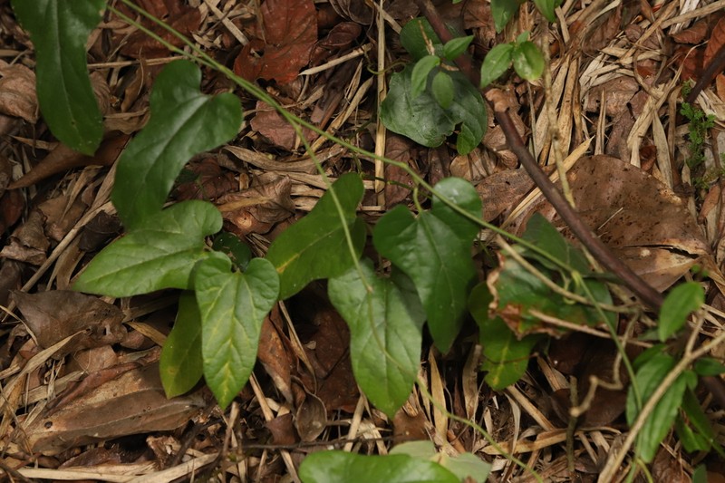 Aristolochia longlinensis