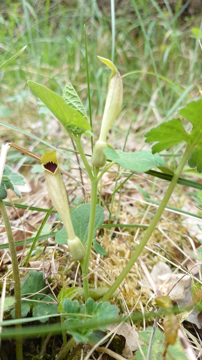 Aristolochia lutea