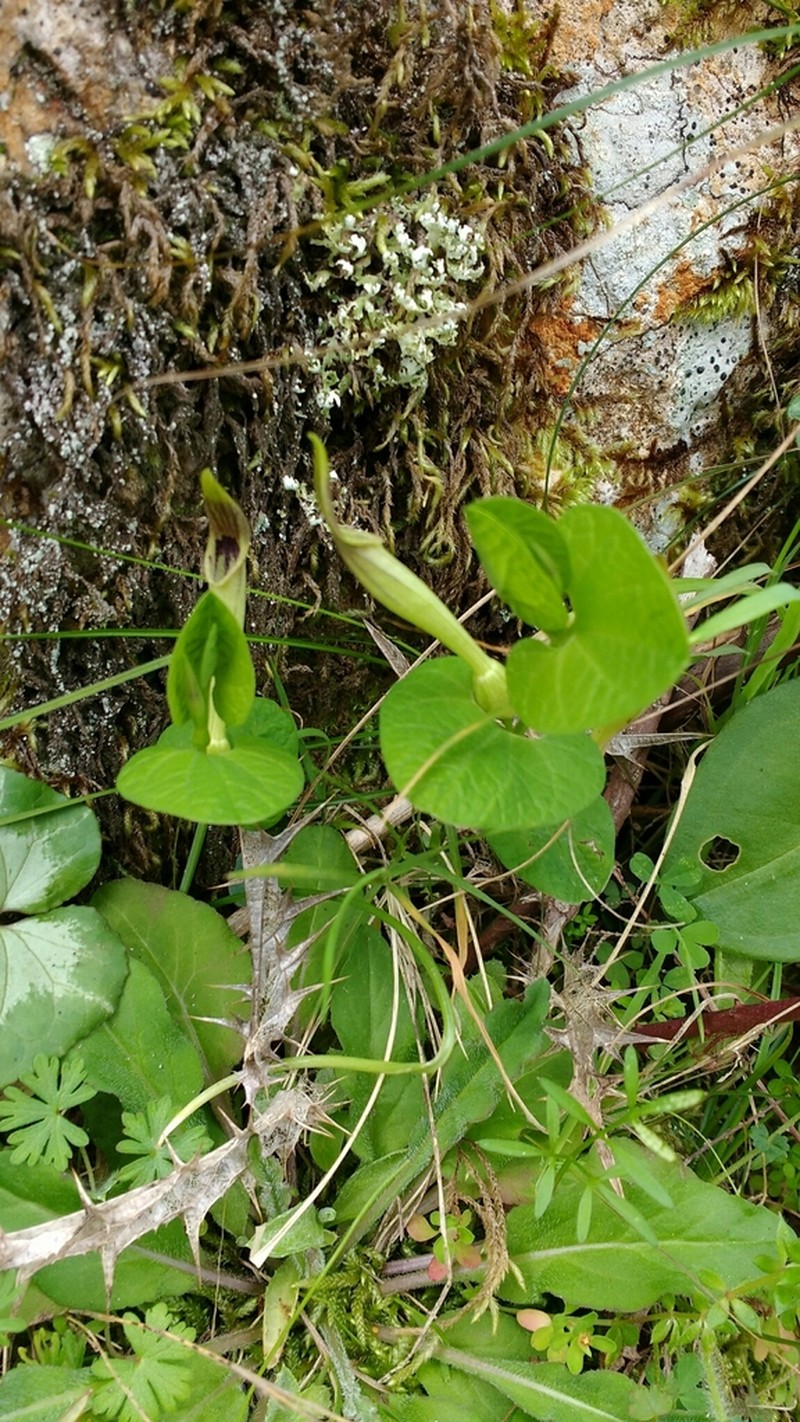 Aristolochia lutea photo 2