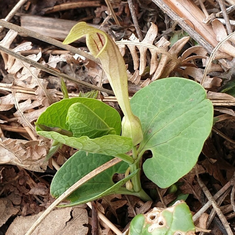 Aristolochia lutea photo 3