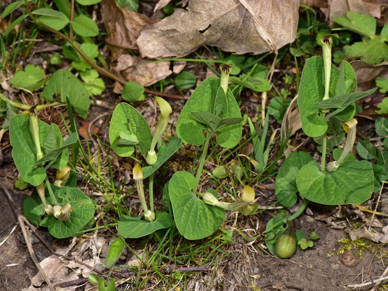 Aristolochia lutea photo 4