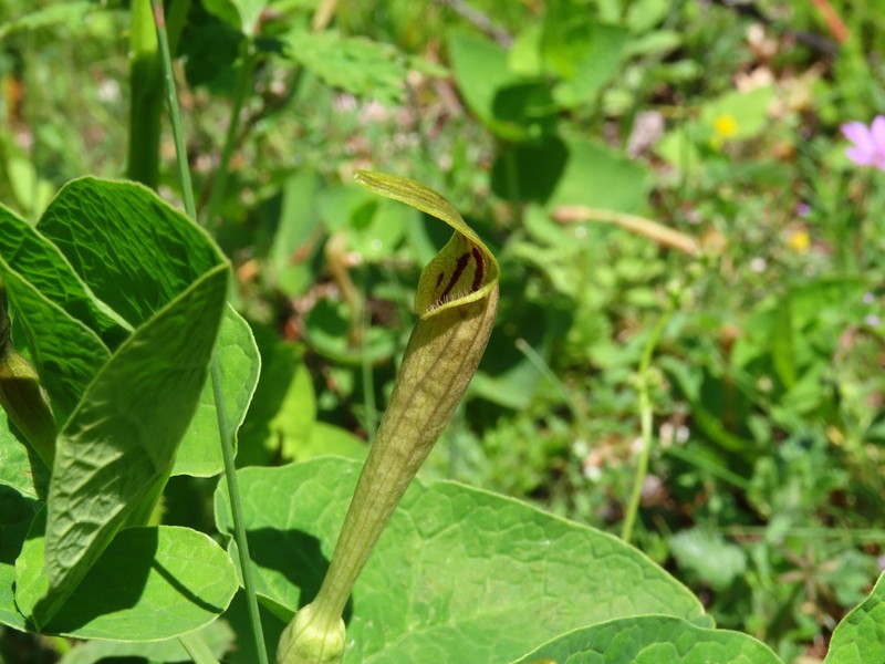 Aristolochia lutea photo 5