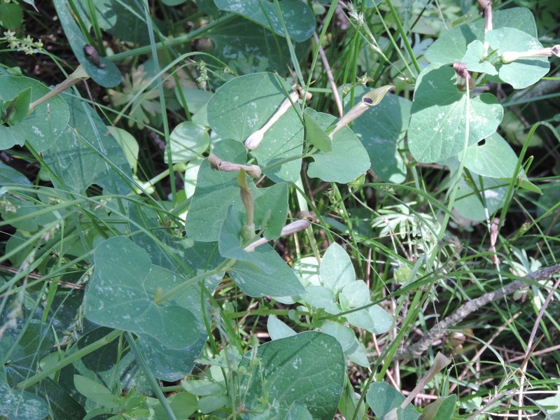 Aristolochia lutea photo 6