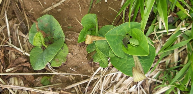 Aristolochia lutea photo 7