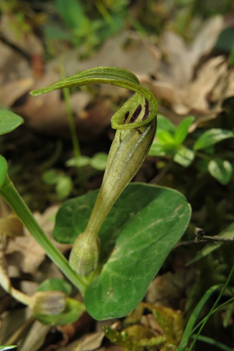 Aristolochia lutea photo 8
