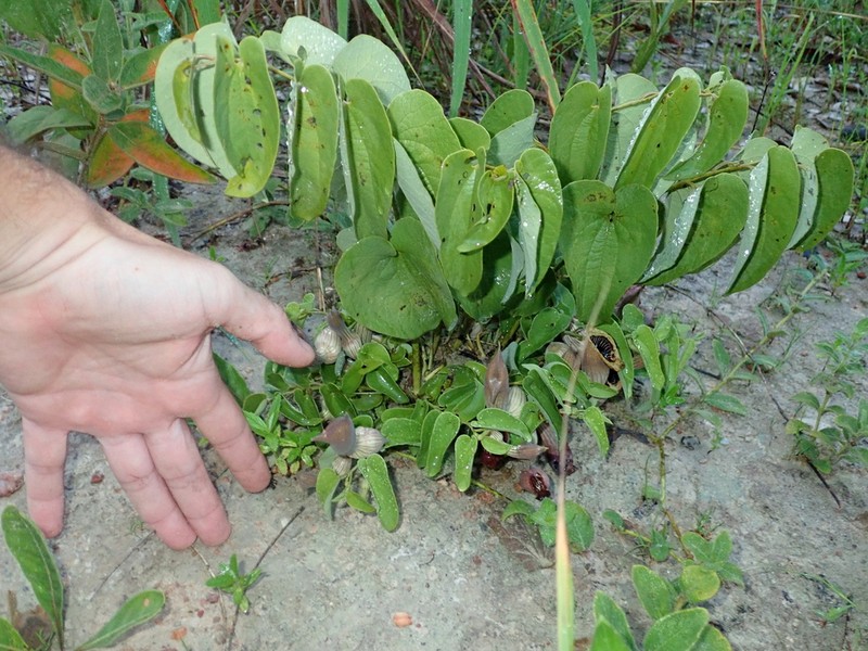 Aristolochia lutescens photo 2