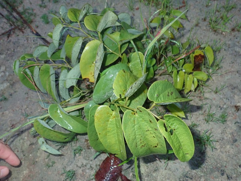 Aristolochia lutescens photo 3