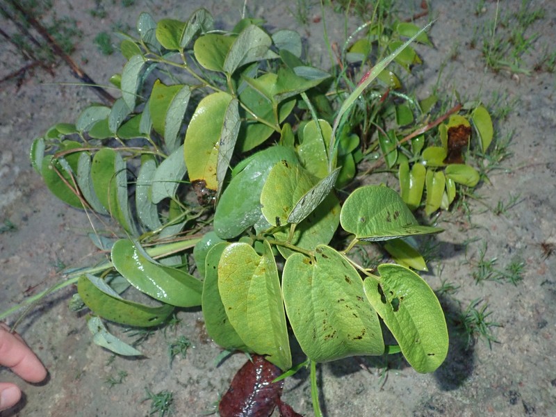Aristolochia lutescens photo 6