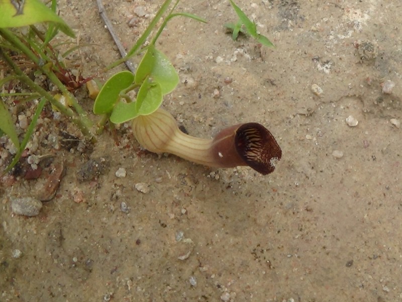 Aristolochia lutescens photo 8