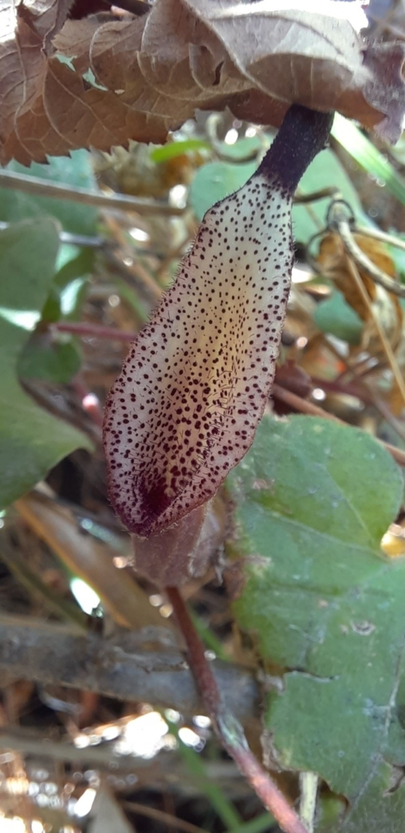 Aristolochia luzmariana