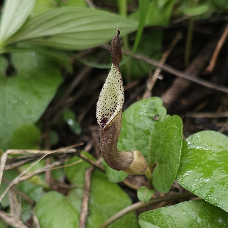 Aristolochia luzmariana photo 4