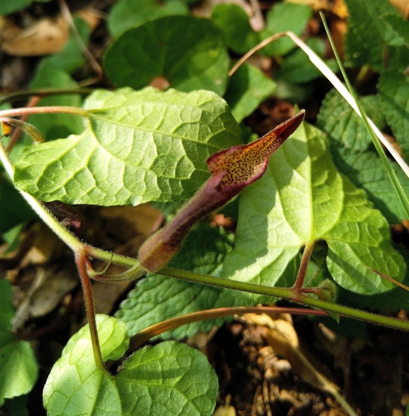 Aristolochia luzmariana photo 5