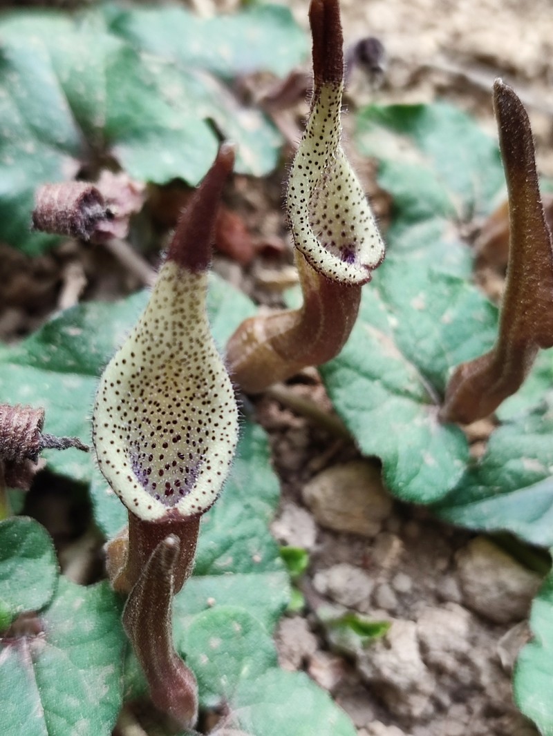 Aristolochia luzmariana photo 7