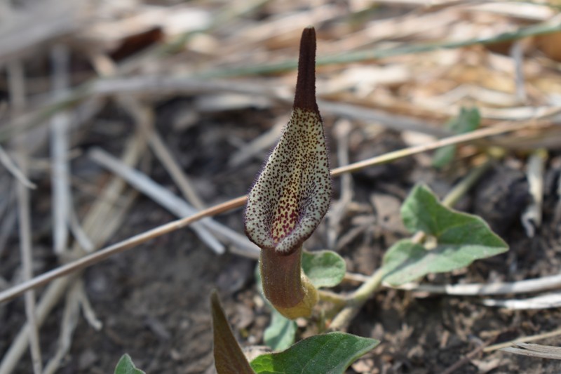 Aristolochia luzmariana photo 8