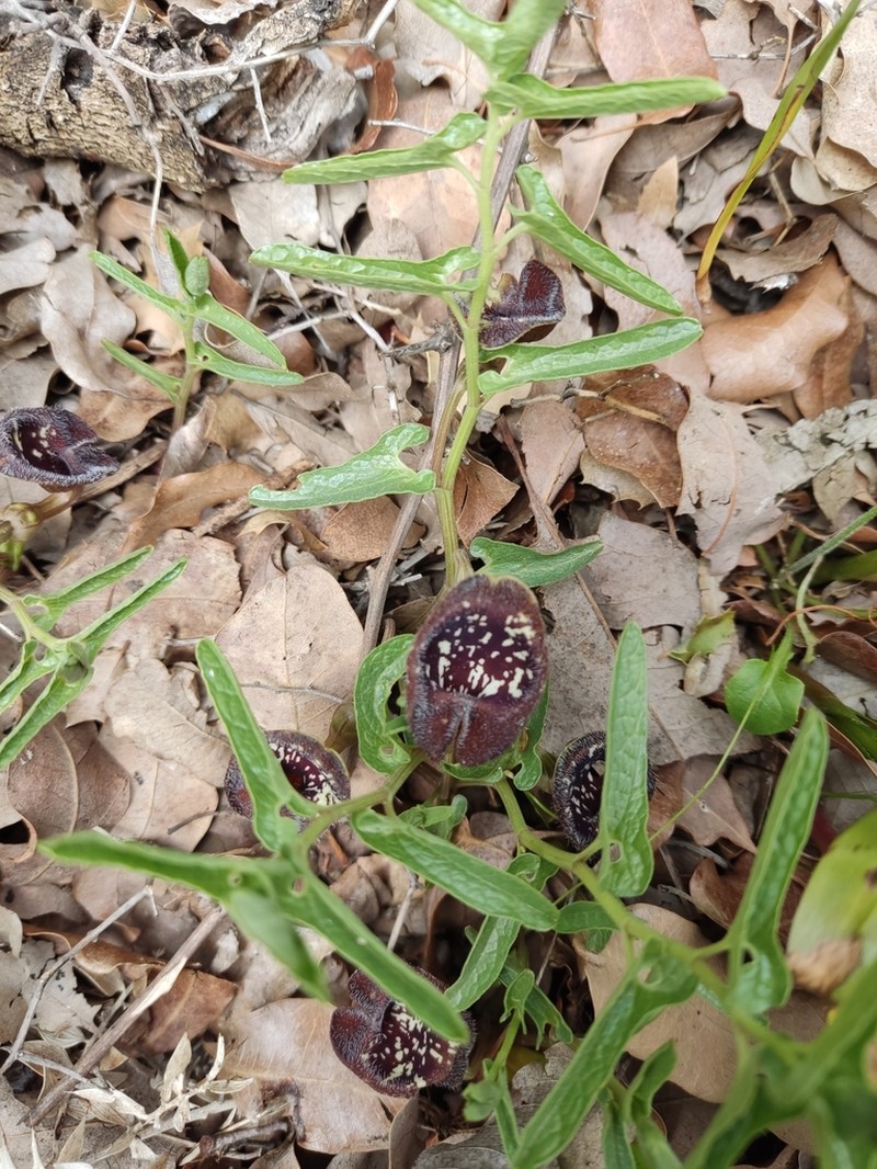 Aristolochia lycica