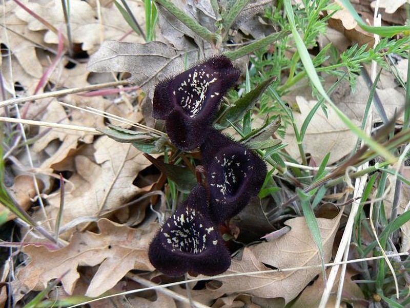 Aristolochia lycica photo 2