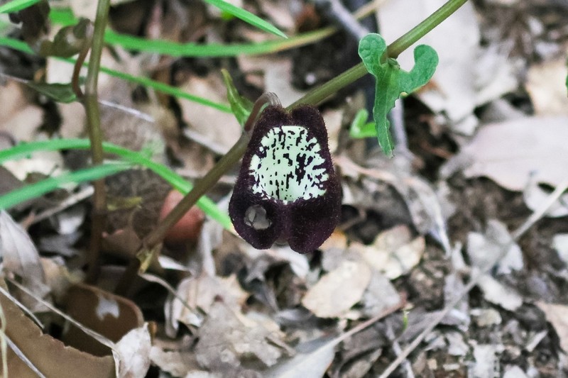 Aristolochia lycica photo 3