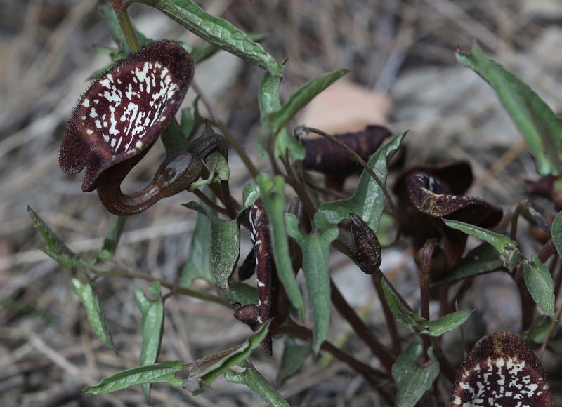 Aristolochia lycica photo 4