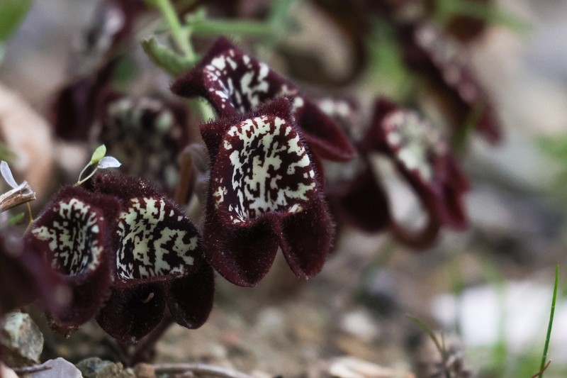 Aristolochia lycica photo 6